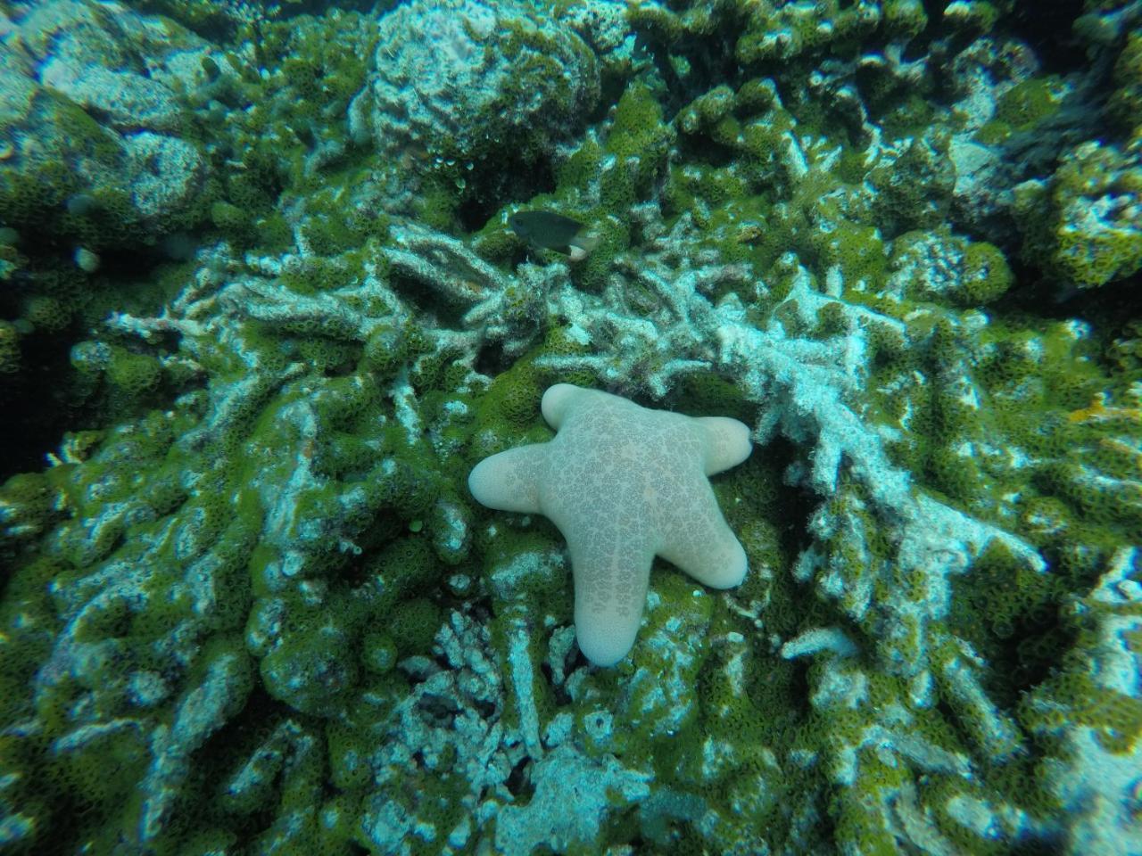 Zeestar Inn Maafushi Dış mekan fotoğraf